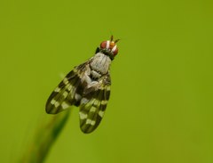 Otites centralis