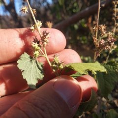 Ambrosia cordifolia
