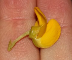 Cyclopia genistoides