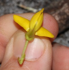 Cyclopia genistoides