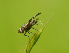 Otites centralis