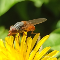 Rhingia rostrata