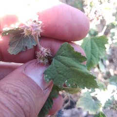 Ambrosia cordifolia