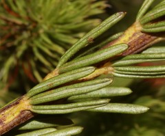Cyclopia genistoides