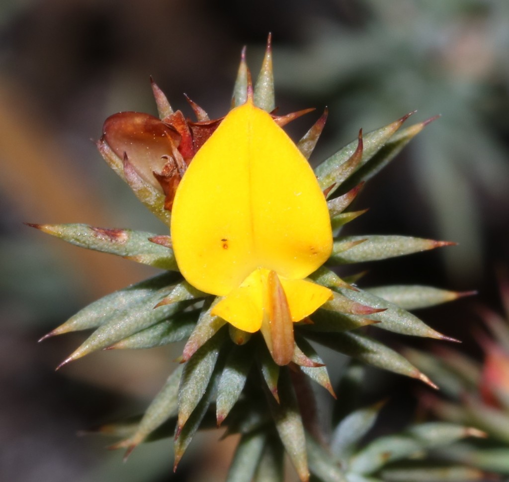 Needlelobe Capegorses