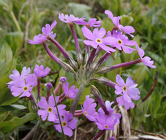 Primula halleri