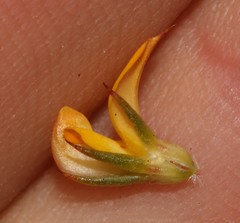 Aspalathus potbergensis