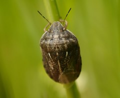 Eurygaster integriceps