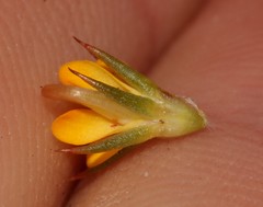 Aspalathus potbergensis