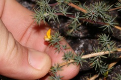 Aspalathus potbergensis