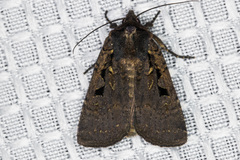 Parabagrotis formalis