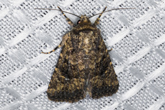 Hexorthodes nipana