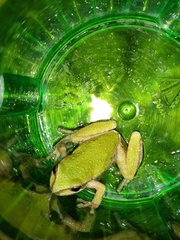 Pseudacris hypochondriaca