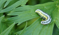 Euchalcia variabilis