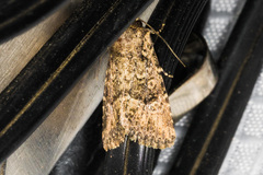 Hexorthodes nipana