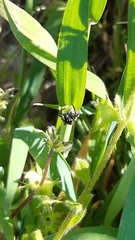 Philaeus chrysops