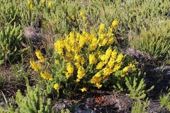 Cyclopia genistoides