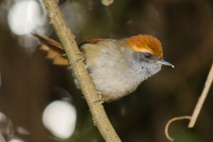 Synallaxis ruficapilla