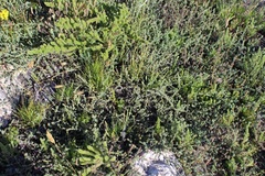 Aspalathus potbergensis