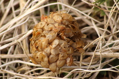 Buccinidae