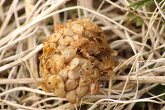 Buccinidae