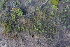 Aspalathus retroflexa retroflexa