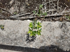 Euphorbia taurinensis