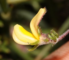 Aspalathus retroflexa retroflexa