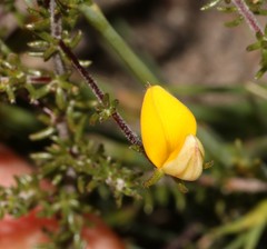 Aspalathus retroflexa retroflexa