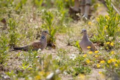 Streptopelia turtur