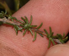 Aspalathus retroflexa retroflexa