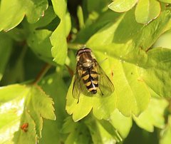 Parasyrphus punctulatus