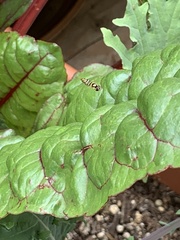 Allograpta obliqua