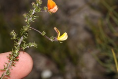 Aspalathus retroflexa retroflexa