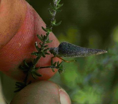 Aspalathus retroflexa retroflexa