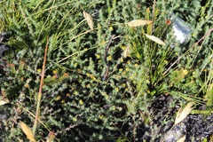 Aspalathus potbergensis