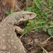 Savannah Monitor - Photo (c) mampam, some rights reserved (CC BY-NC)