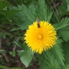 Sphaerophoria scripta