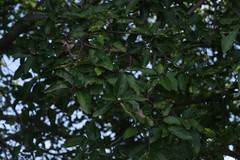Ficus sur