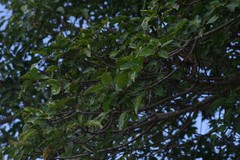 Ficus sur