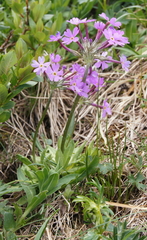 Primula halleri