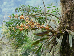 Oncidium luteopurpureum