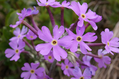 Primula halleri