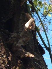 Nannotrigona testaceicornis