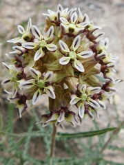 Asclepias crispa