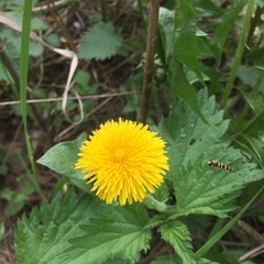 Sphaerophoria scripta