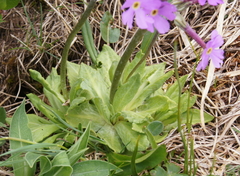 Primula halleri