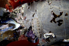 Acanthochitona zelandica