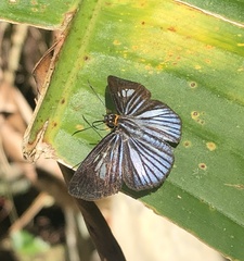 Pythonides lancea