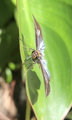 Pythonides lancea